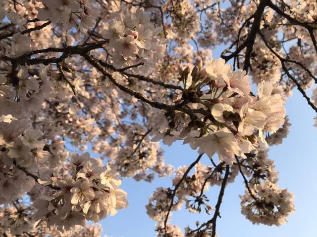 満開の桜が青空を背景に枝いっぱいに咲く春の風景